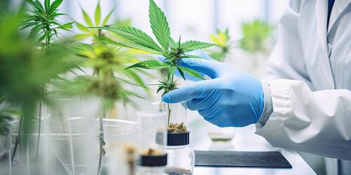 Medical cannabis in lab